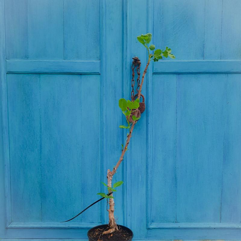 Pistache plant 60- 70 cm mannetje (Pistacea Vera - Peter)