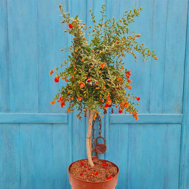 Dwerggranaatappel plant 70 cm (Punica Granatum nana)