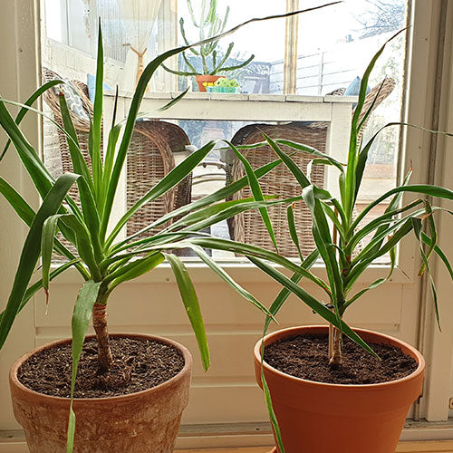 Drakenbloedbomen dracaena draco