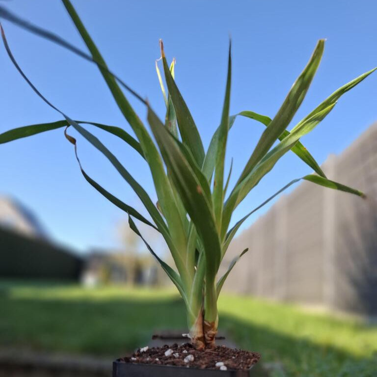 Drakenbloedboom met dubbele kroon - Draacaena Draco