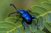 Een mooie blauw gekleurde kikker kever. Verkijgbaar in opgezette vorm via www.drakenbloedboom.com
