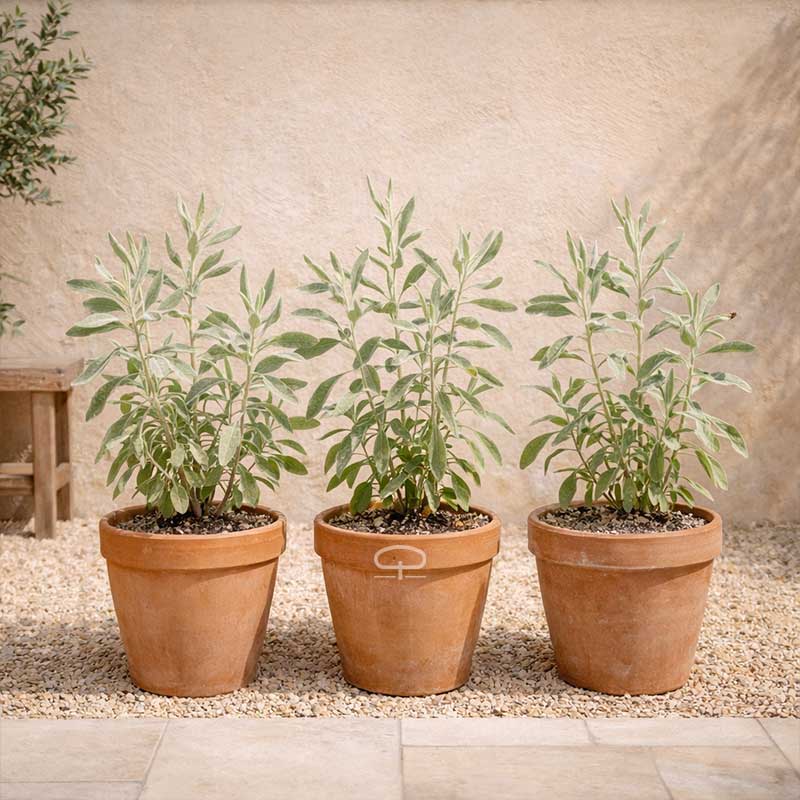 Salvia Apiana zaden (witte Salie)