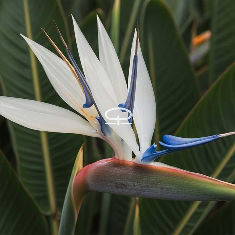 Strelitzia Nicolai 55 cm (Paradijsvogelplant)
