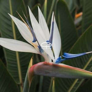 strelitzia nicolai bloem - witte paradijsvogel plant