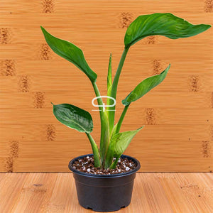 Strelitzia Nicolai 50 cm (Paradijsvogelplant)