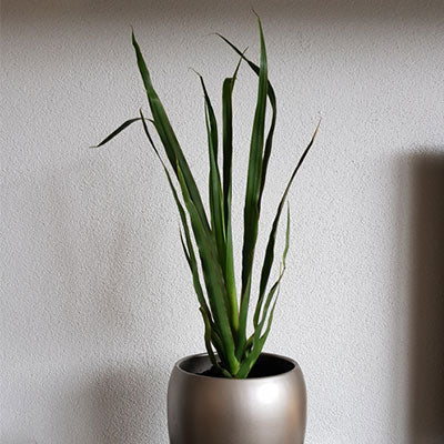 Ik heb een Drakenbloedboom van 60 cm en zaden gekocht. Blij verrast over de kwaliteit van de plant. Snel geleverd en met zorg verpakt. Een aanrader voor iedereen die deze magische plant in huis wil!