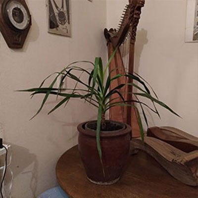 Het boompje doet het erg goed en groeit hard. Het is een prachtige plant om in je kamer te hebben. Ik gebruik ook drakenbloed voor het kleuren van hout. Het is een erg mooie kleur. Maar dat maak ik niet van mijn boompje.