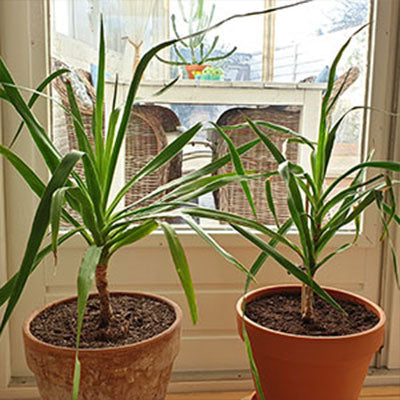 Ik heb een tijdje geleden twee drakenbloedbomen gekocht (40-50 cm en 70-80 cm). Beide waren erg goed verpakt en doen het prima. Als het weer wat warmer wordt, ga ik ook de zaden proberen.