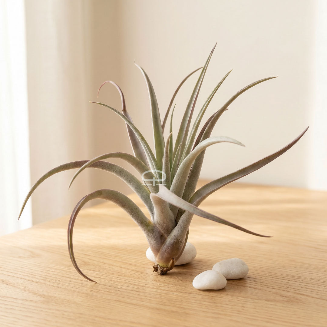 Tillandsia Luchtplantje - Multiflora large rood 15