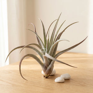 Tillandsia Luchtplantje - Multiflora large rood 15
