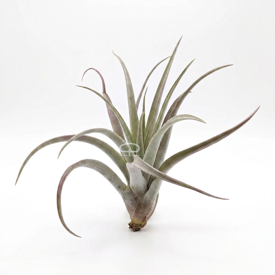 Tillandsia Luchtplantje - Multiflora large rood 15