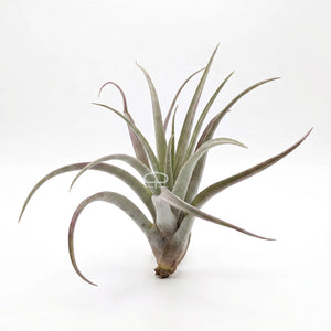 Tillandsia Luchtplantje - Multiflora large rood 15