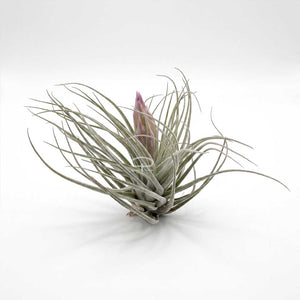 Tillandsia Luchtplantje - sliver met bloem 10 cm