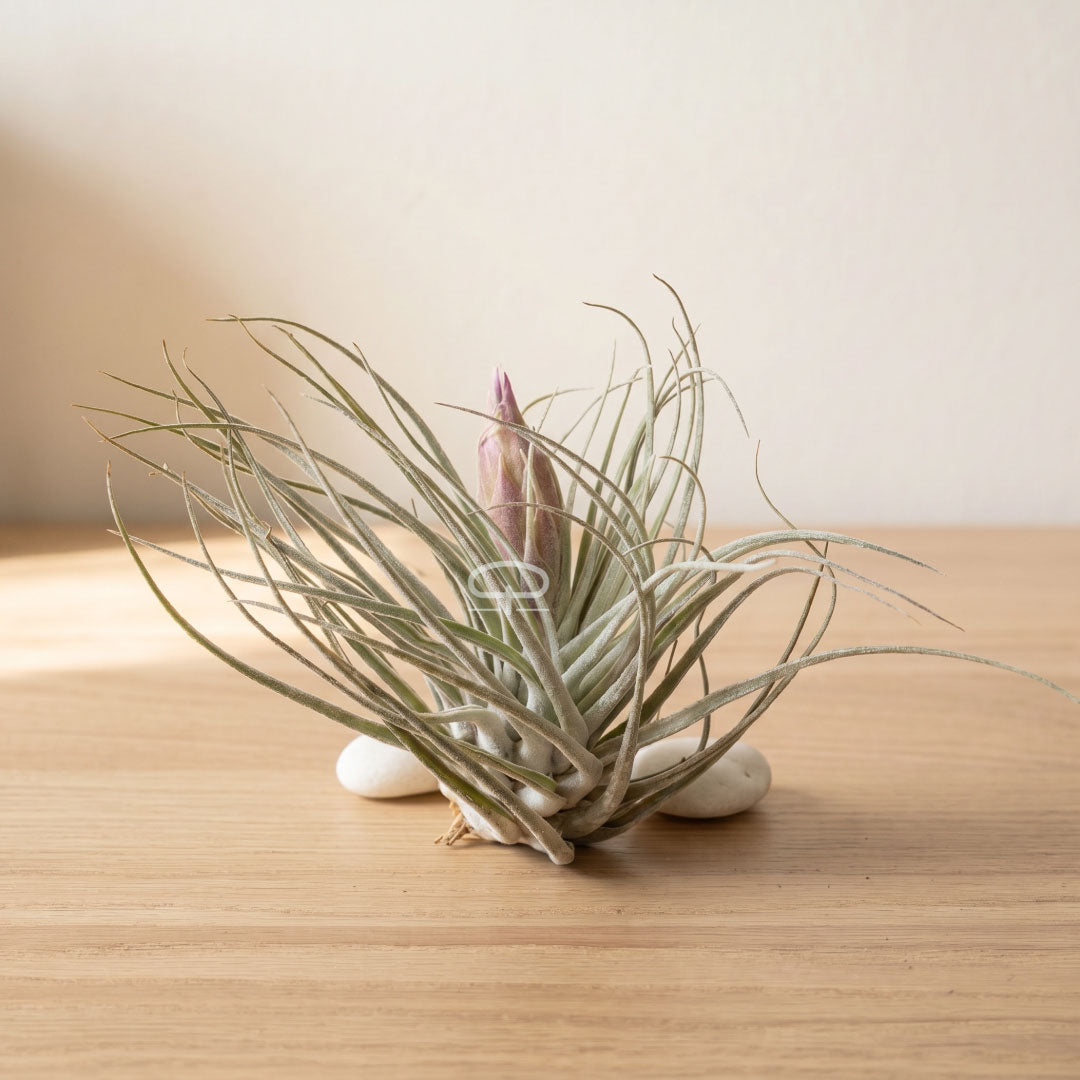 Tillandsia Luchtplantje - sliver met bloem 10 cm
