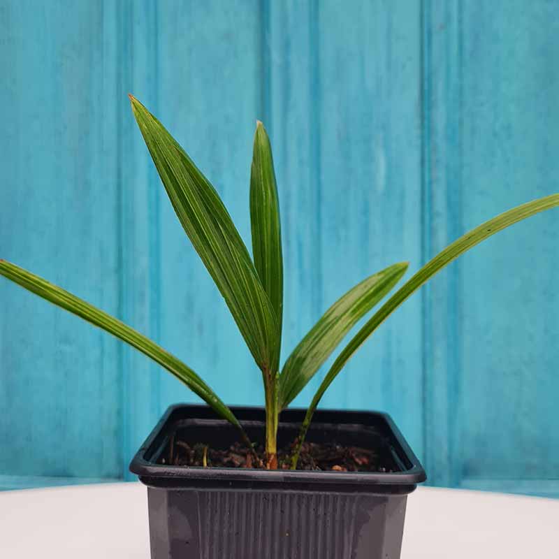 Trachycarpus Fortunei palm zaailing - waaierpalm | drakenbloedboom.com | winter harde palmsoort