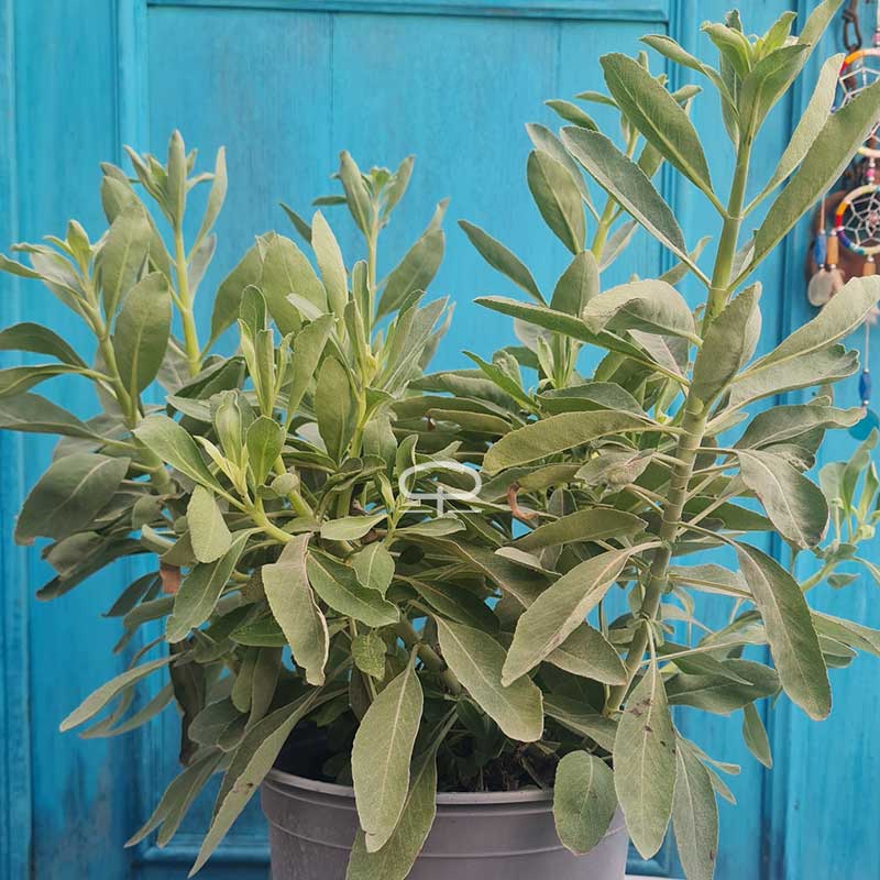 White Sage plant (Salvia Apiana - California white Sage) approx. 50 cm