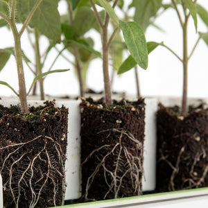 Germie Komplettes Anzuchtset