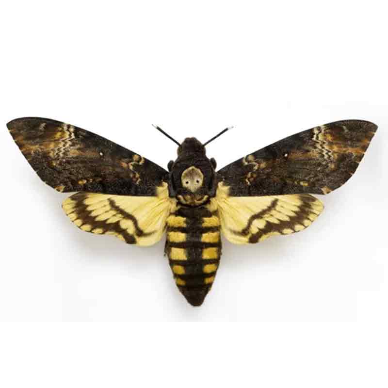 Acherontia atropos in lijst | doodskop vlinder