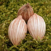 Adonidia Merrillii zaden (Veitchia merrillii - Christmas Palm)