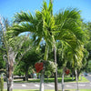 Adonidia Merrillii palmboom met vruchten (Veitchia merrillii - Christmas Palm)