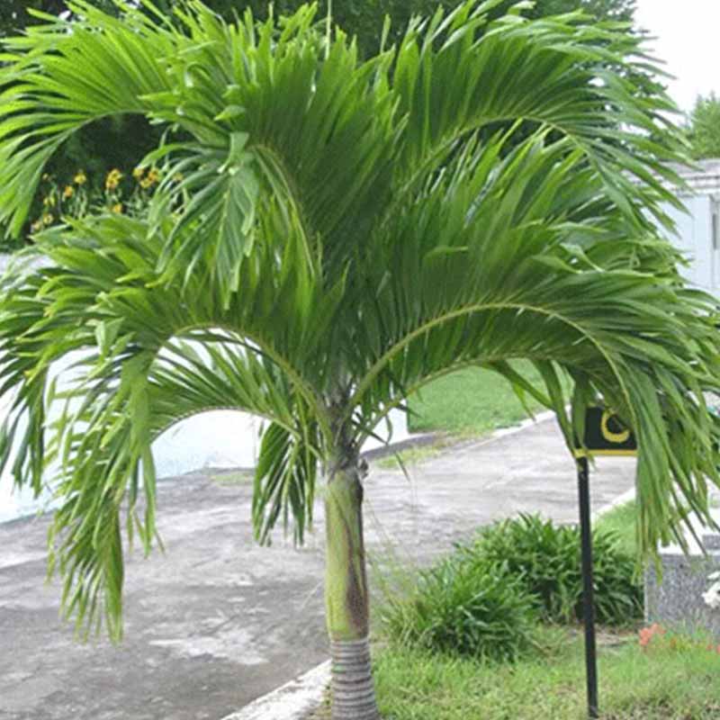 Verse Adonidia Merrillii palmzaden (Veitchia merrillii - Christmas Palm)