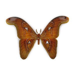 Attacus Lorquini los | opgezette vlinder in lijst | www.drakenbloedboom.com | www.nadora.nl