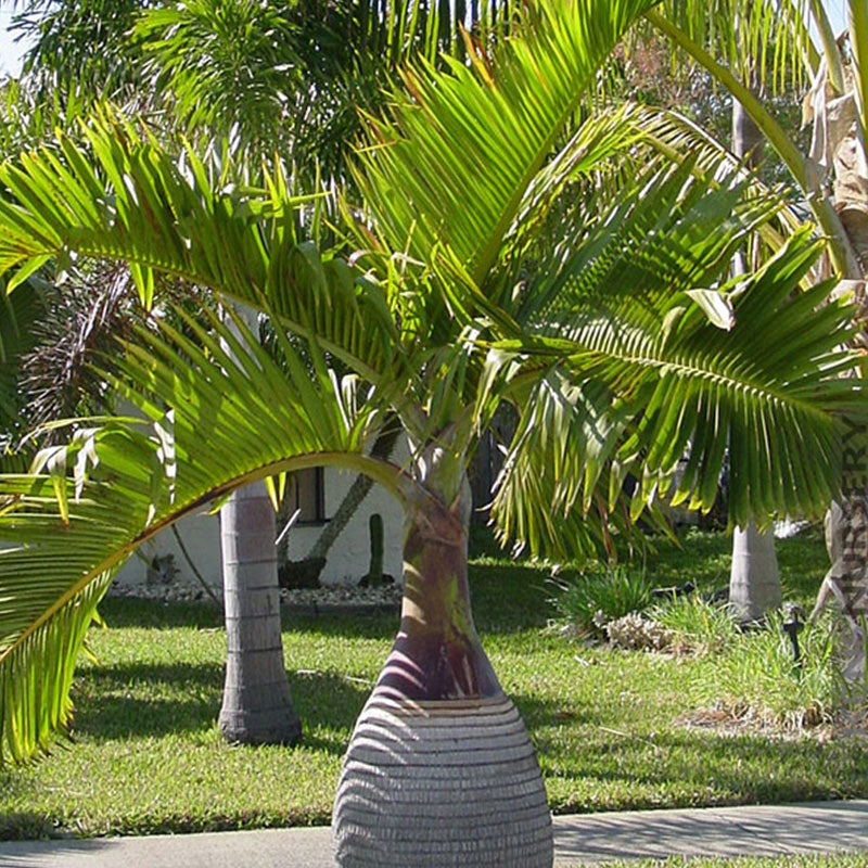 Prachtige bottle palm | 5 Bottle Palm zaden (hyophorbe lagenicaulis) | www.drakenbloedboom.com