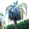 Brahea_Armata_palm_mexicaanse_blauwe_palm | bloei | www.drakenbloedboom.com | verse zaden te koop
