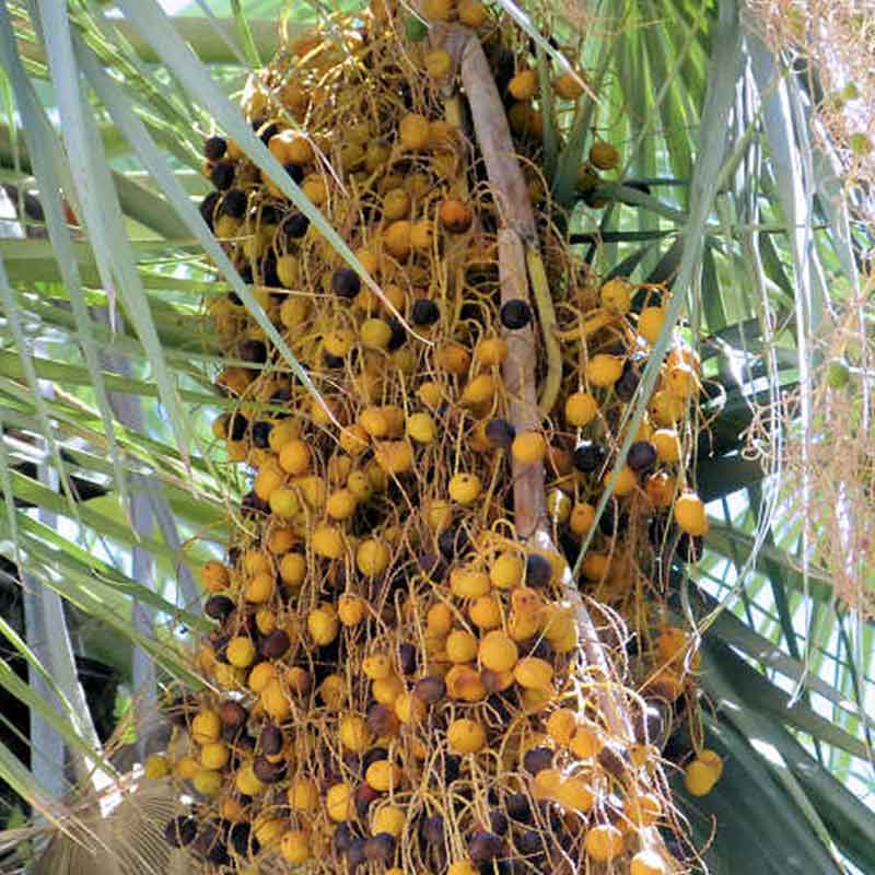 Brahea_Armata_palmm_mexican_blue_palm | Früchte | www.drakenbloedboom.com | frische Samen zu verkaufen