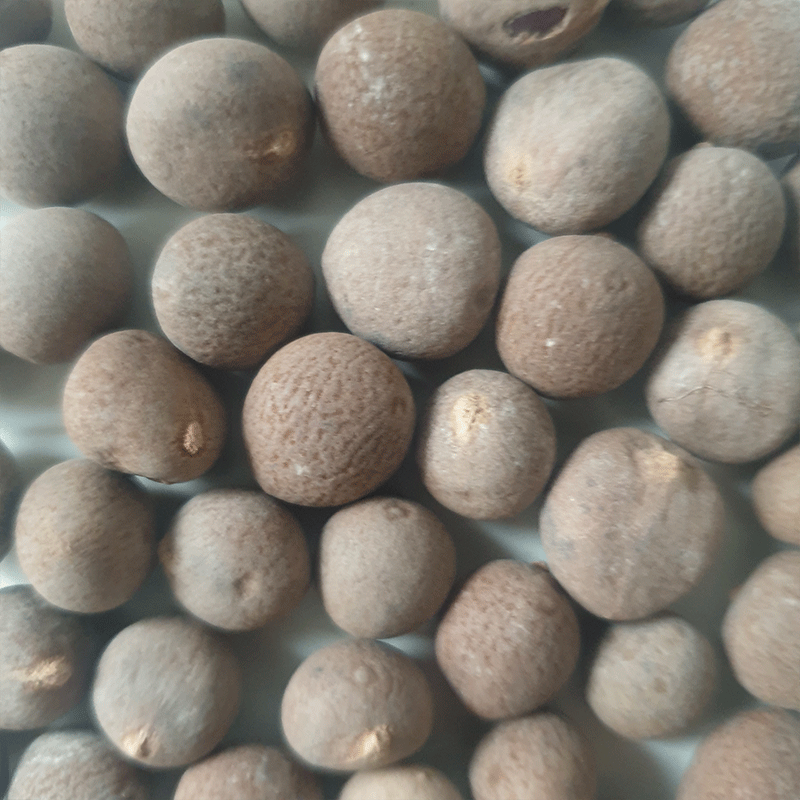 Brahea Armata palmzaden - winterharde palm