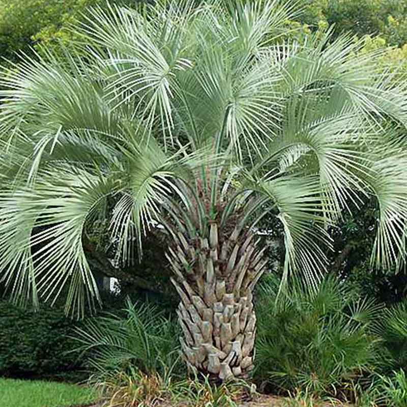 Graines de Butia Capitata (Palmier Jelly)