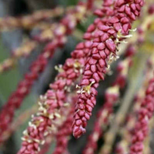 Butia Capitata | Jelly Palm | Pindo Palm | Blume | www.drakenbloedboom.com | frische Samen zu verkaufen