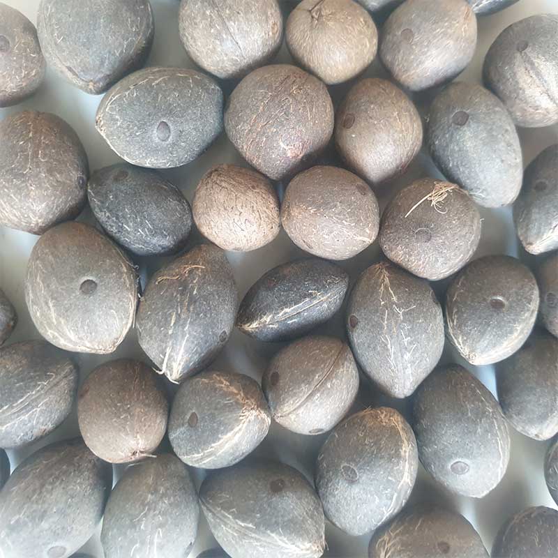 Butia Capitata palmzaden | Jelly Palm | Pindo Palm | www.drakenbloedboom.com | verse zaden te koop