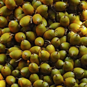 Butia Capitata | Jelly Palm | Pindo Palm | Samen | www.drakenbloedboom.com | frische Samen zu verkaufen