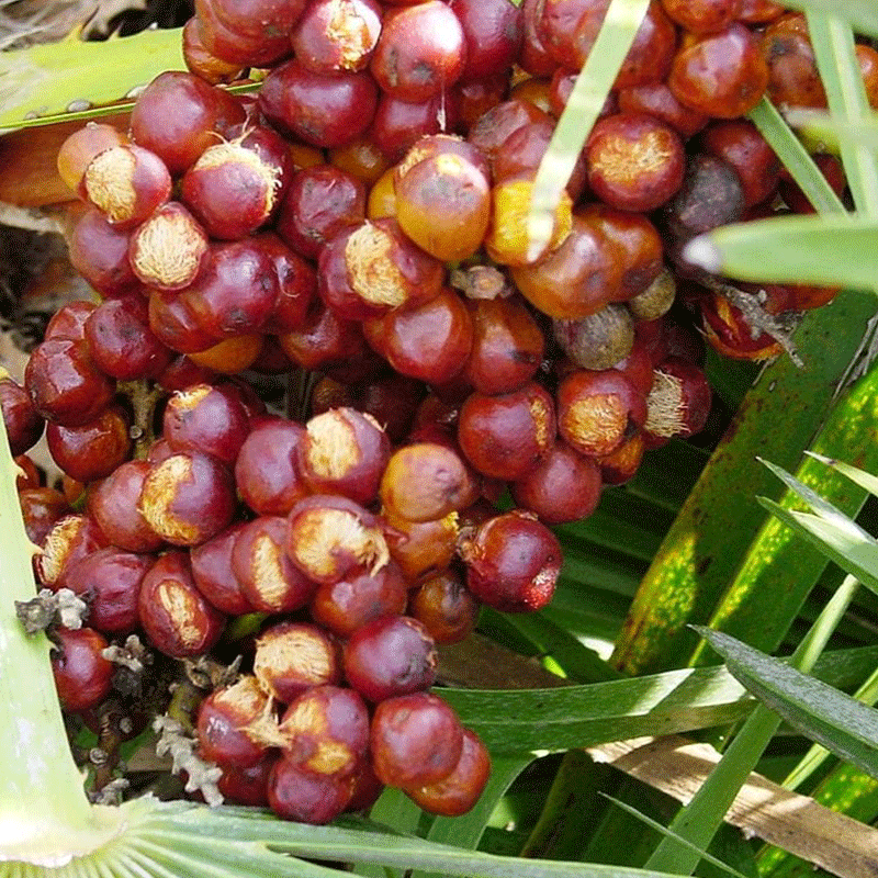 palm zaden | palmzaden