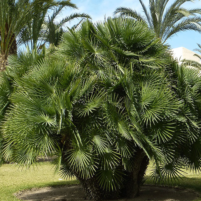 Chamaerops humilis palm seeds (European dwarf palm)