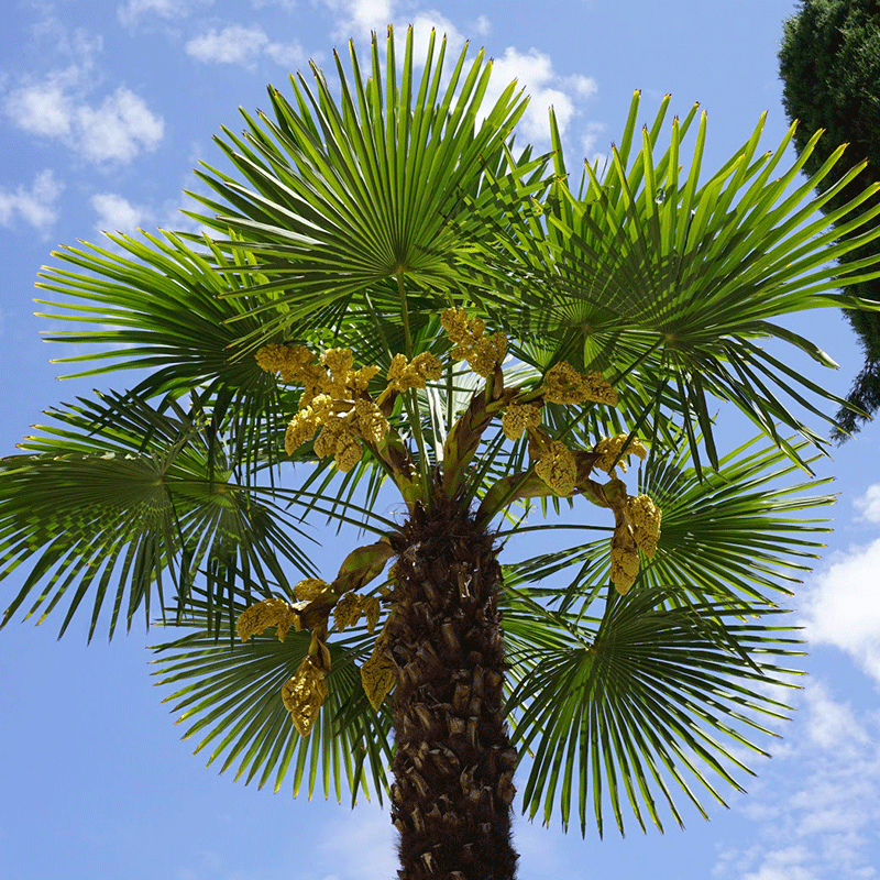 Chamaerops_humilis_palm_European_darf palm_800_x_800 | winterharte Palme | blühend | www.drakenbloedboom.com | frische Samen zu verkaufen