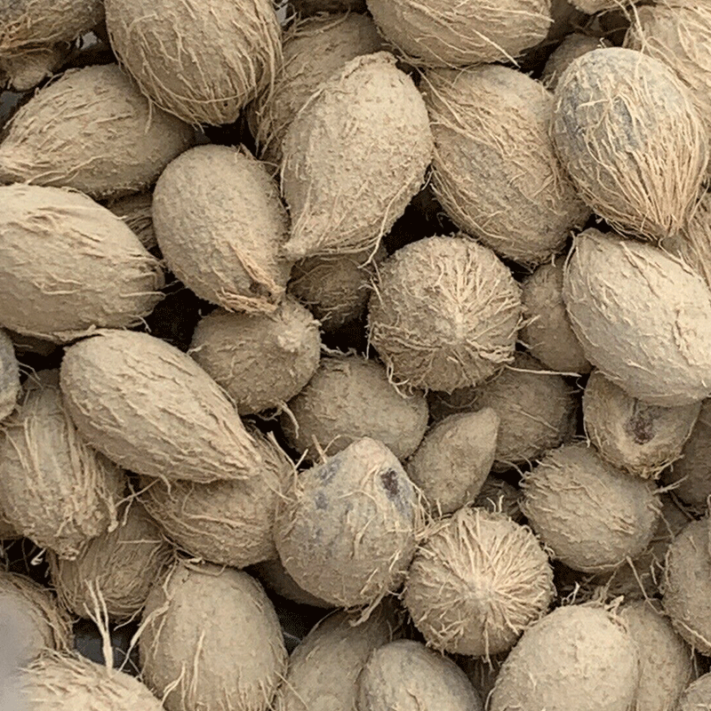 Chamaerops_humilis_palm_europese_dwergpalm_800_x_800 | palmzaden | winterharde palm | www.drakenbloedboom.com | verse palmzaden te koop