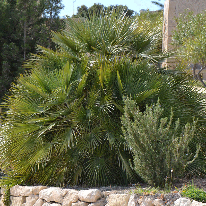 palm zaden | palmzaden