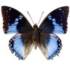 Charaxes tiridates vlinder in lijst 800 x 800 | www.drakenbloedboom.com