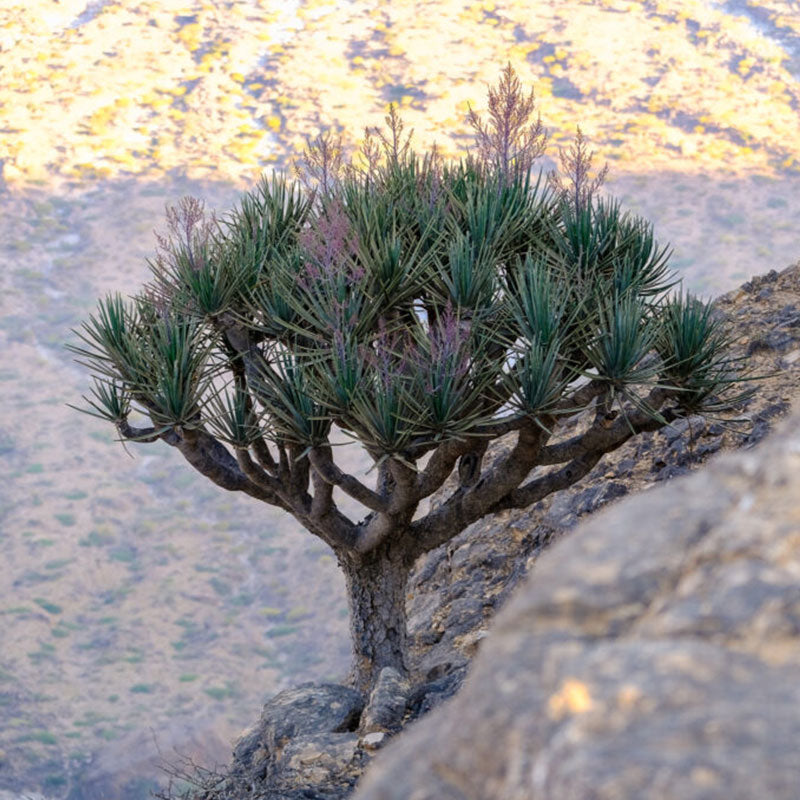 dracaena serrulata seeds Dracaena Serrulata Arabian Dragon Blood Tree 15 cm