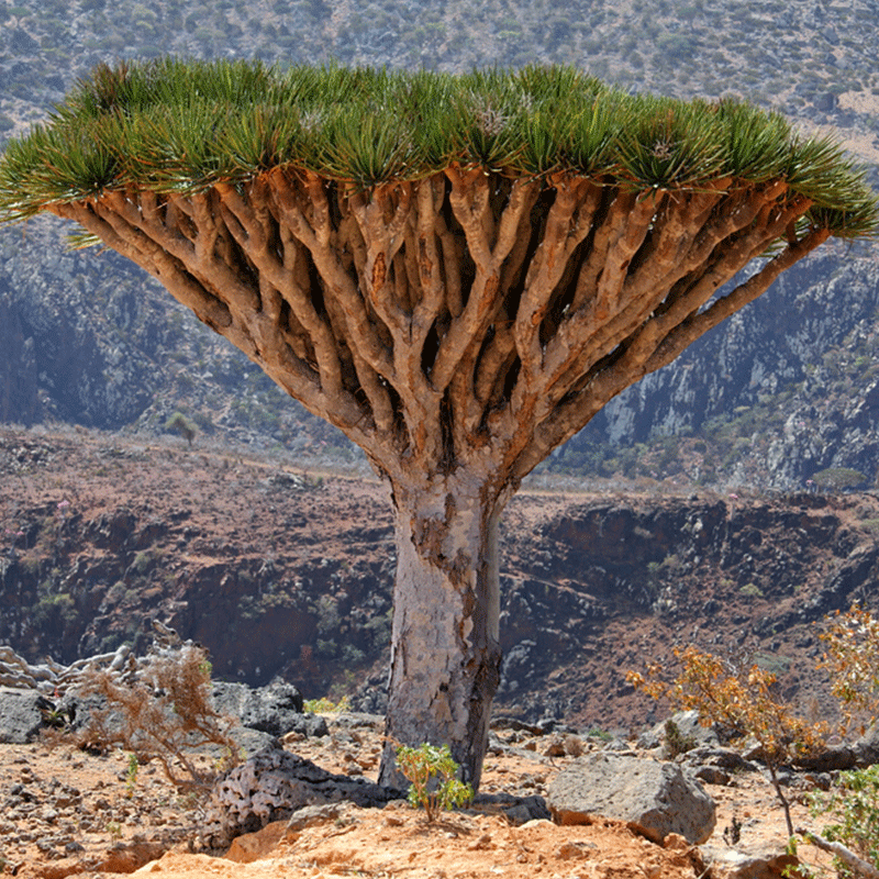 Dracaena-cinnabari | Socotra drakenbloedboom zaden | www.drakenbloedboom.com