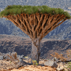 dracaena cinnabari sap Fresh Dragon Blood Tree seed dracaena cinnabari