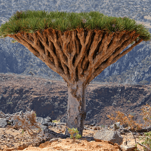 Dracaena-cinnabari | Socotra drakenbloedboom zaden | www.drakenbloedboom.com