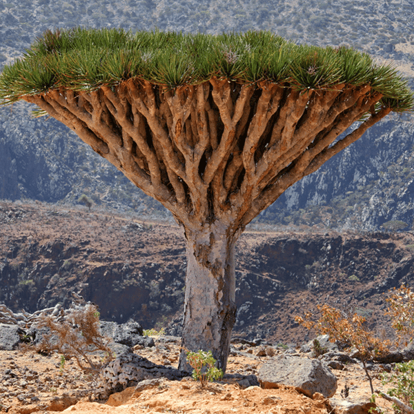 Dracaena Cinnabari seeds (Socotra Dragon Blood Tree)