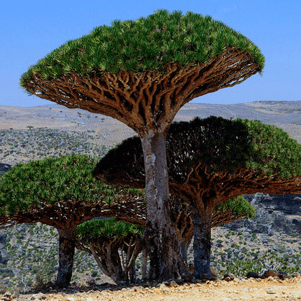 Dracaena Cinnabari seeds (Socotra Dragon Blood Tree)