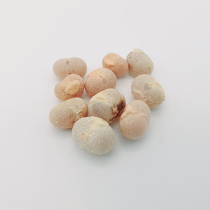 dracaena seeds Fresh Dragon Blood Tree seed dracaena cinnabari