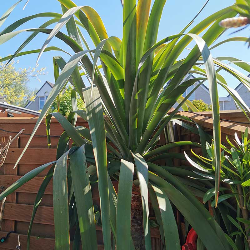 Dit is de  210 cm hoge Drakenbloedboom