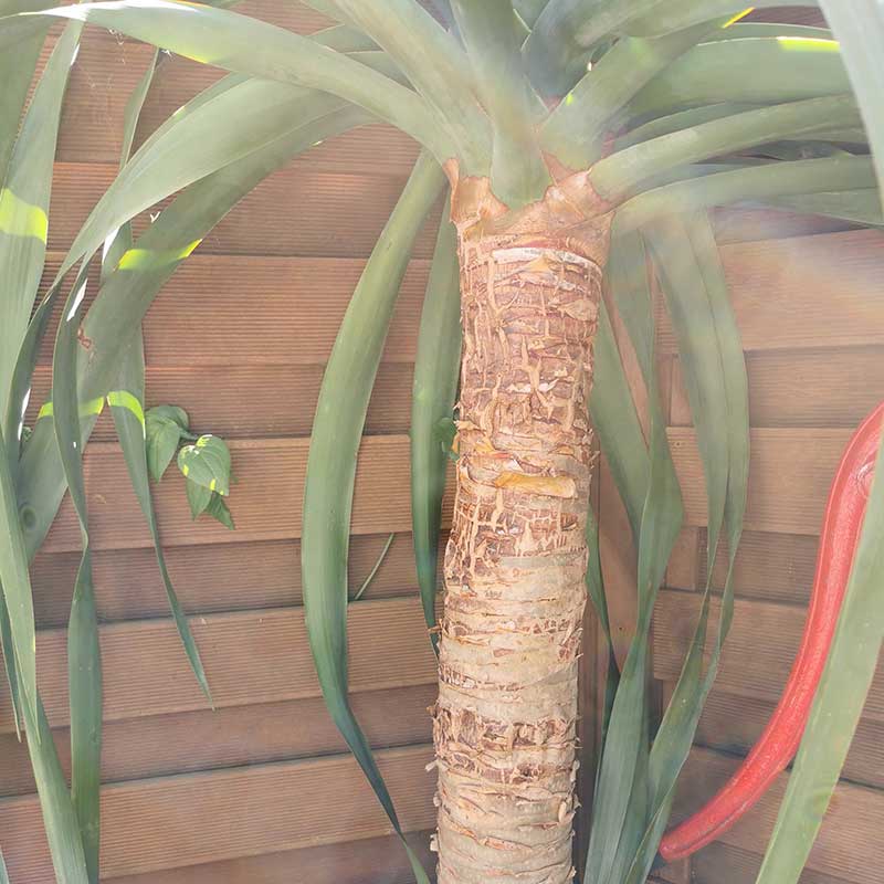 Dies ist der obere Teil des Stammes des 210 cm hohen Drachenblutbaums, der im Hinterhof steht. 