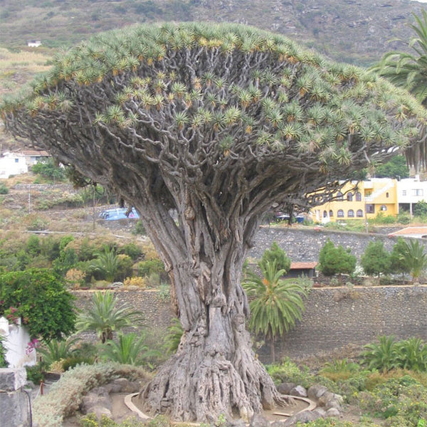 Frische Drachenbaumsamen (Dracaena Draco)